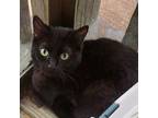 Adopt Scarlett a All Black Domestic Shorthair / Mixed cat in Huntsville