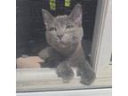 Adopt Gertie a Gray or Blue Domestic Shorthair / Domestic Shorthair / Mixed cat