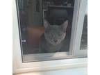 Adopt E.T a Gray or Blue Domestic Shorthair / Domestic Shorthair / Mixed cat in