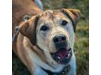 Adopt Butterbean a Mixed Breed (Medium) / Mixed dog in Meridian, ID (35290785)