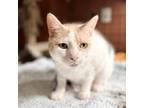 Adopt Chloe a Calico or Dilute Calico Domestic Shorthair / Mixed cat in