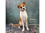 Adopt Rocky(806) a Brown/Chocolate Boxer / Mixed dog in Yucaipa, CA (37700484)
