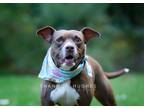 Adopt Hazel a American Pit Bull Terrier / Mixed Breed (Medium) / Mixed dog in