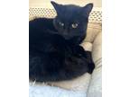 Adopt Binx a Domestic Shorthair / Mixed (short coat) cat in Port Jervis