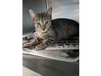 Adopt Sheila a Domestic Shorthair (short coat) cat in Acworth, GA (37475713)