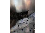 Adopt Goldie a Tortoiseshell Domestic Shorthair (long coat) cat in Acworth