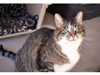 Adopt Sultana a Domestic Shorthair / Mixed (short coat) cat in Brigham City -