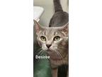 Adopt Desiree a Domestic Shorthair / Mixed (short coat) cat in Kendallville
