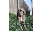 Adopt Smog a Brindle Great Dane / Mixed dog in Dallas, TX (37480332)