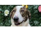 Adopt 6145 Anna a Brindle - with White Labrador Retriever / Mixed Breed (Medium)