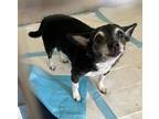 Adopt Baby a Black - with White Rat Terrier / Mixed dog in Waterloo
