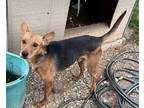 Adopt Max a Tan/Yellow/Fawn - with Black Hound (Unknown Type) / Rat Terrier dog