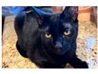 Adopt Boo a All Black American Shorthair / Mixed (short coat) cat in Anaheim
