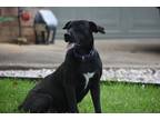 Adopt Luna Woods a Labrador Retriever / Terrier (Unknown Type