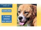 Adopt KAROLINA a Saint Bernard, Mixed Breed