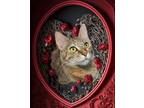 Adopt Frannie Fox a Tabby, Domestic Short Hair