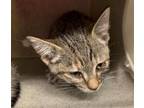 Adopt CLEO a Domestic Short Hair