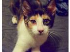 Adopt Zigarella Stardust Baby a Calico, Domestic Short Hair