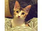 Adopt Monkey Lynn Baby a Calico, Domestic Short Hair