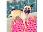 Adopt ANIKA a German Shepherd Dog, Mixed Breed