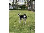 Adopt Delilah a Siberian Husky