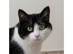 Adopt Journey a Domestic Short Hair