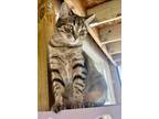 Adopt Tabbytha a Domestic Short Hair