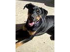 Adopt Indy a Doberman Pinscher, Mixed Breed