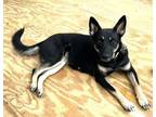 Adopt Foxy a German Shepherd Dog, Husky