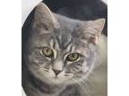 Adopt Susan a Domestic Short Hair