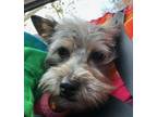 Adopt Piper a Yorkshire Terrier