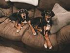 Adopt ChiChi a Black and Tan Coonhound