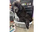 Adopt Thelma a Newfoundland Dog