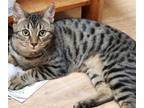 Adopt Star a Domestic Short Hair, Tabby