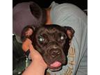 Adopt Zephyr a Pit Bull Terrier