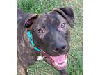 Adopt Amy a Labrador Retriever, Pit Bull Terrier