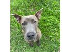 Adopt Poppy a Dutch Shepherd, Australian Cattle Dog / Blue Heeler