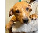 Adopt Roxi - Local May 6 a Beagle