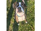 Adopt Millie a Pit Bull Terrier, Boxer