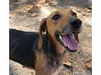 Adopt Reba McEntire a Redbone Coonhound, Hound