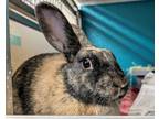 Adopt Aurora a Bunny Rabbit