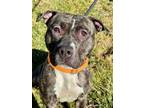 Adopt Addie a American Staffordshire Terrier, Mixed Breed