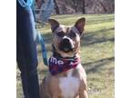 Adopt Tippy a German Shepherd Dog, Black Mouth Cur