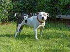 Adopt Dotti a Pit Bull Terrier, Mixed Breed