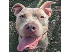 Adopt STORMY a American Staffordshire Terrier, Pit Bull Terrier