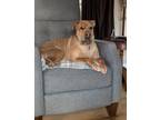 Adopt Edith a Shar-Pei