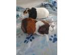 Adopt ~Awesome Sookie&Ziva~ a Guinea Pig