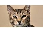 Adopt Poppy a Domestic Short Hair, Tabby