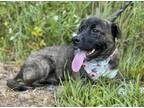 Adopt Teagan a Mixed Breed, Shar-Pei