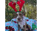 Adopt Mystique a American Staffordshire Terrier